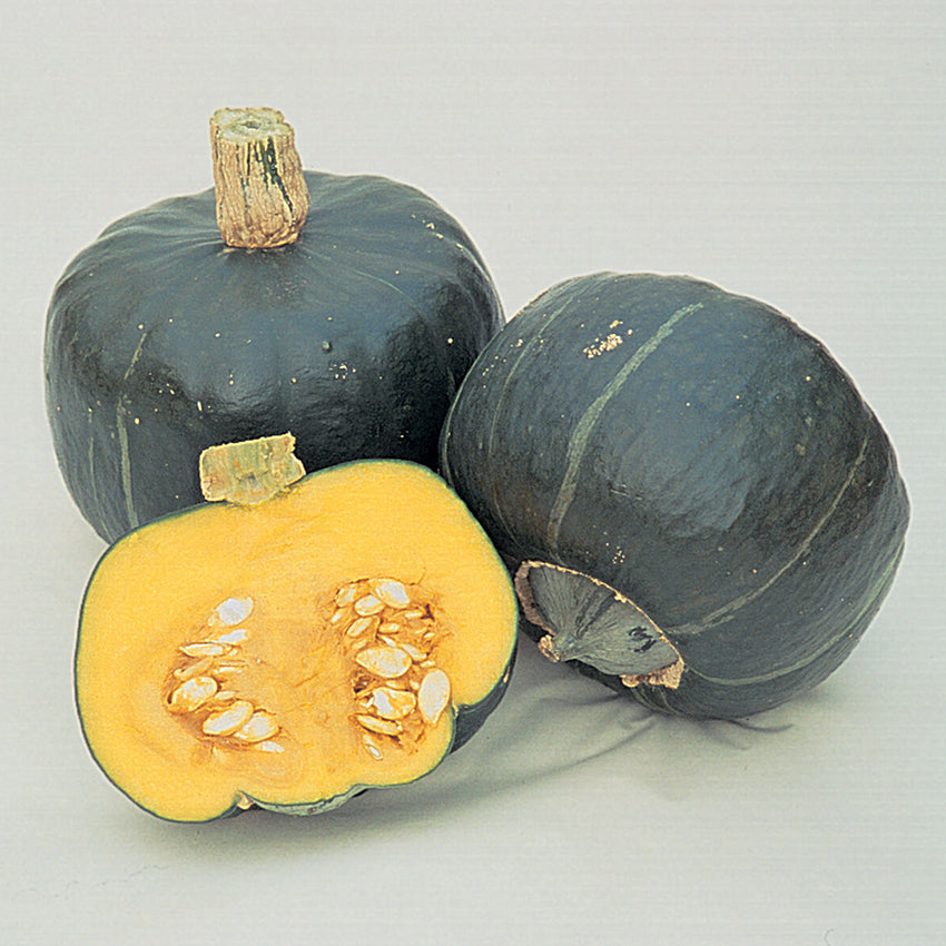 Burgess Buttercup Squash