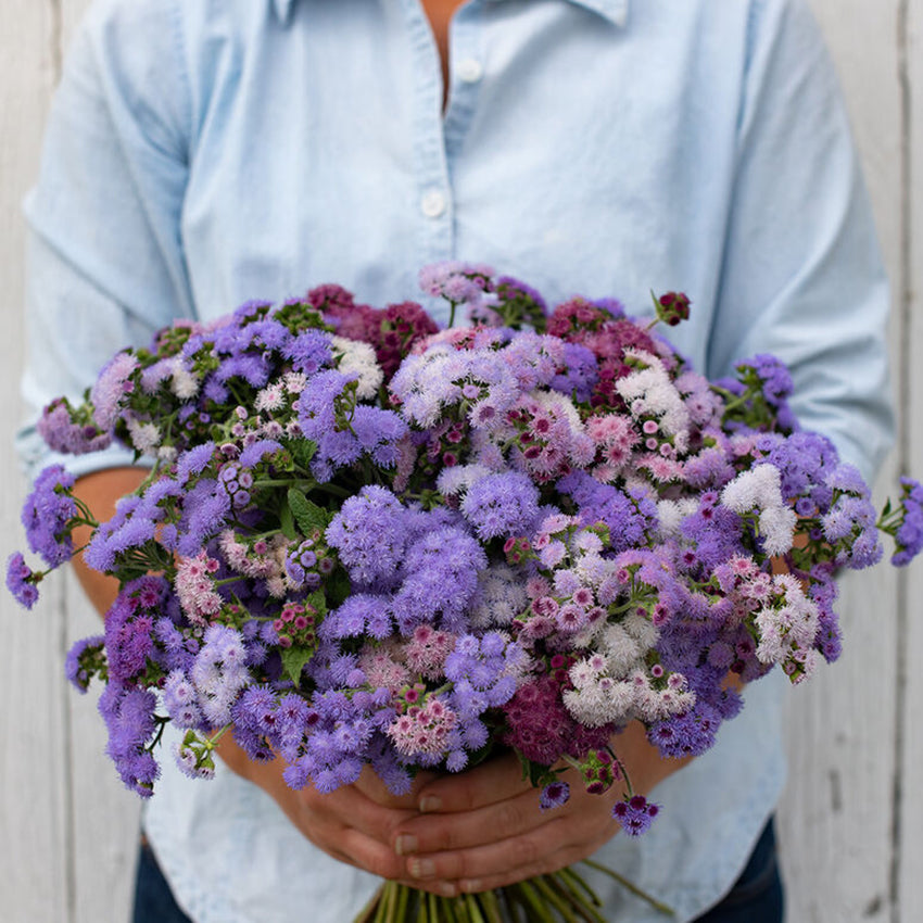 Ageratum