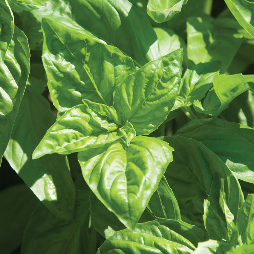 Italian Basil, Genovese Large Leaf