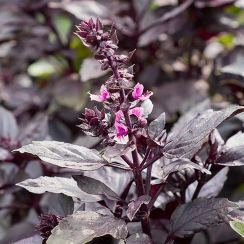 Dark Opal Purple Basil