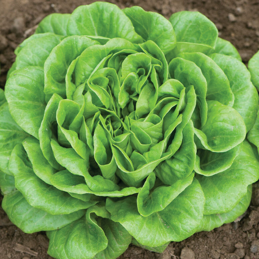 Butter Lettuce