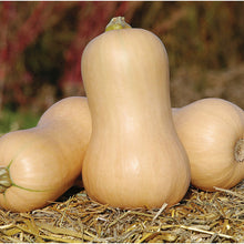 Load image into Gallery viewer, Butternut Squash
