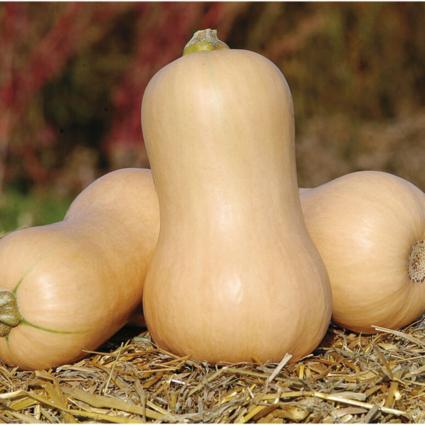 Butternut Squash