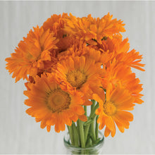 Load image into Gallery viewer, Calendula
