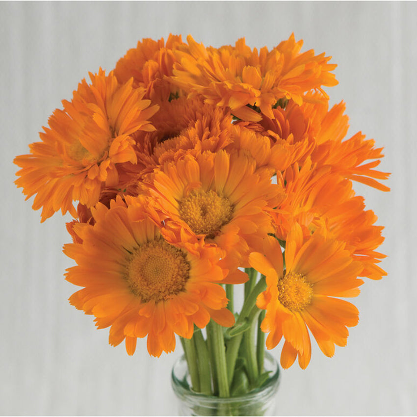 Calendula