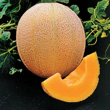 Load image into Gallery viewer, Cantaloupe, Hale&#39;s Best
