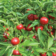 Load image into Gallery viewer, Cherry Pepper
