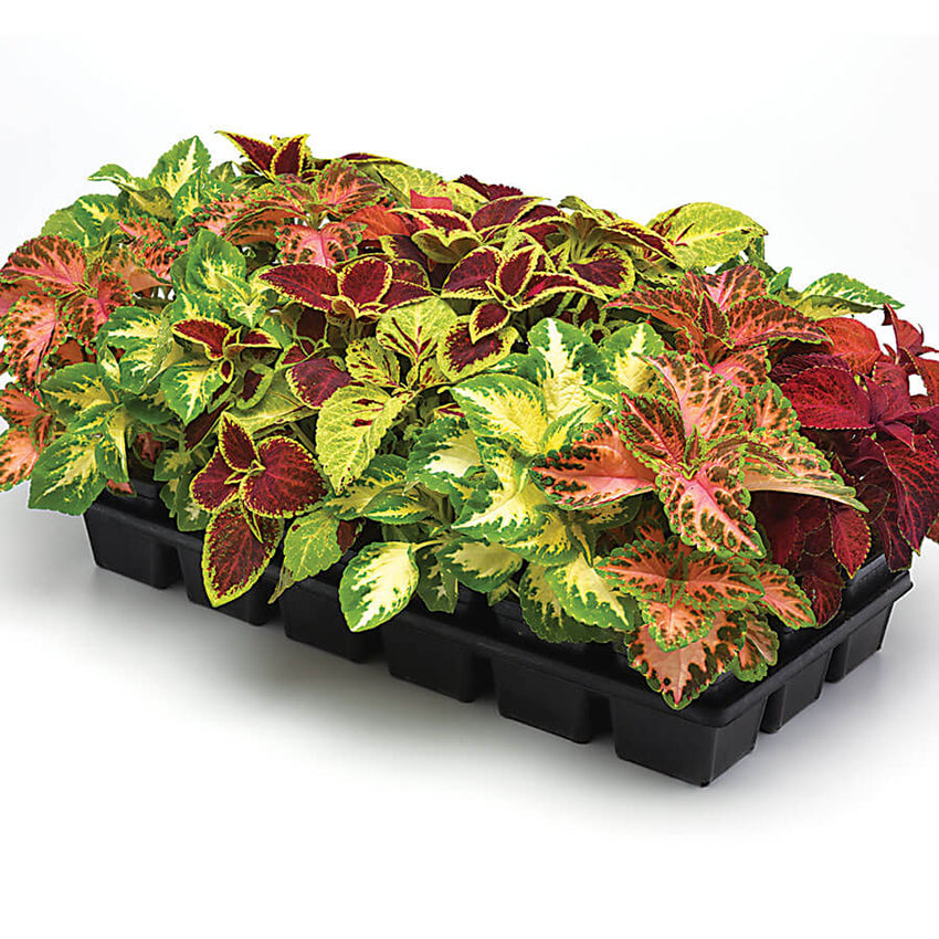 Coleus