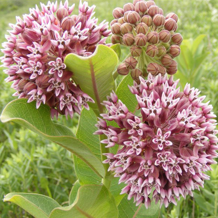 Common Milkweed