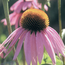 Load image into Gallery viewer, Echinacea, Purple
