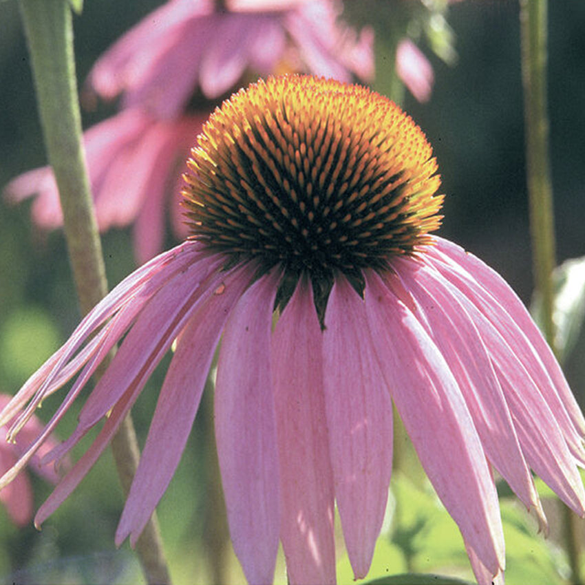 Echinacea, Purple