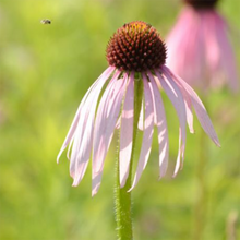 Load image into Gallery viewer, Echinacea, Pale &quot;Fairy Skirt&quot;
