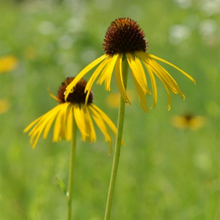 Load image into Gallery viewer, Echinacea, Yellow
