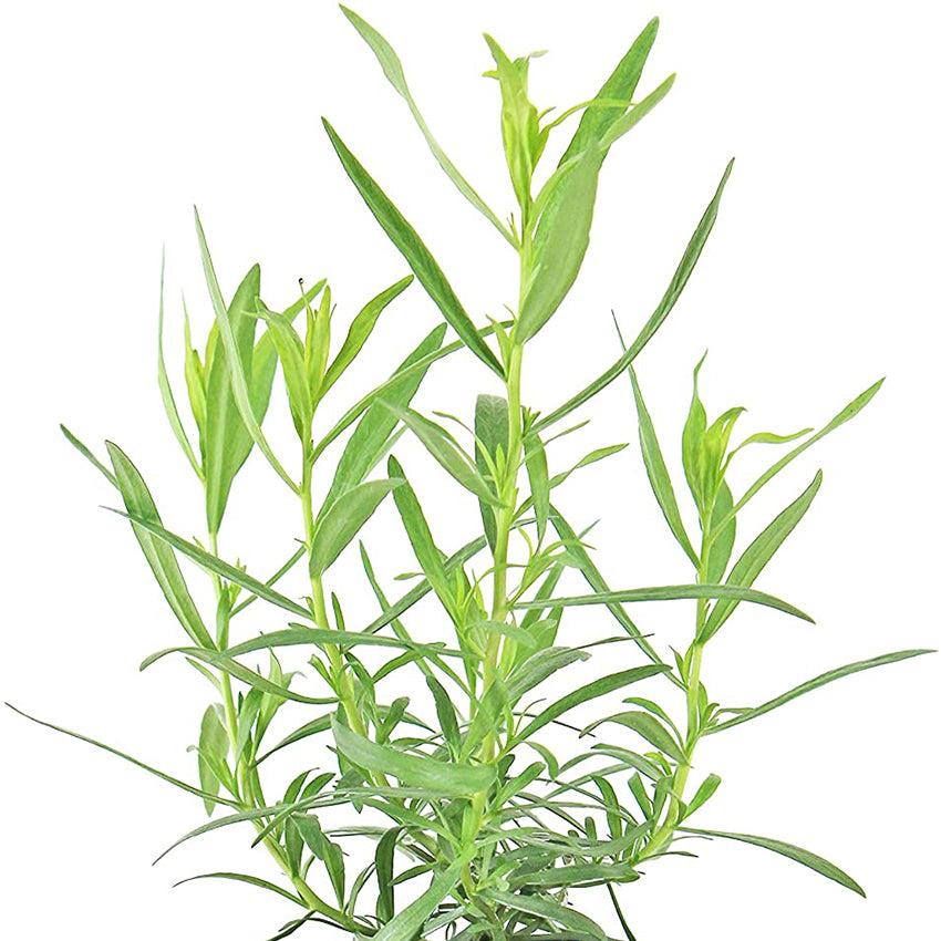 French Tarragon