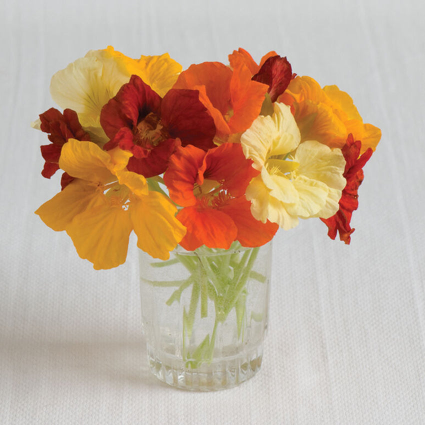 Nasturtium, Jewel Mix