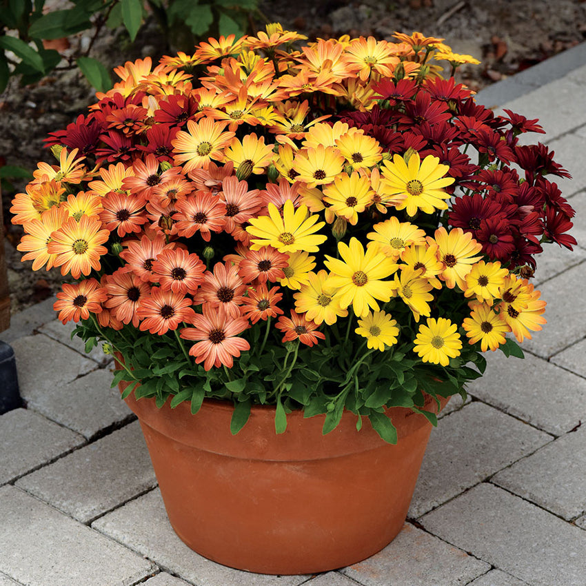 African Daisy, Akila Sunset Shades