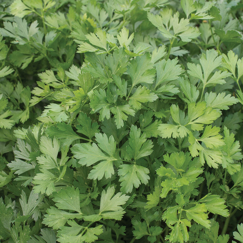 Italian Parsley