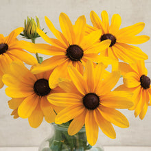 Load image into Gallery viewer, Black-Eyed Susan
