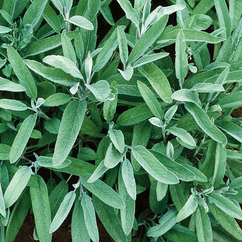 Common Sage