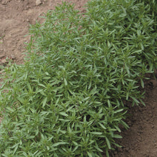 Load image into Gallery viewer, Summer Savory
