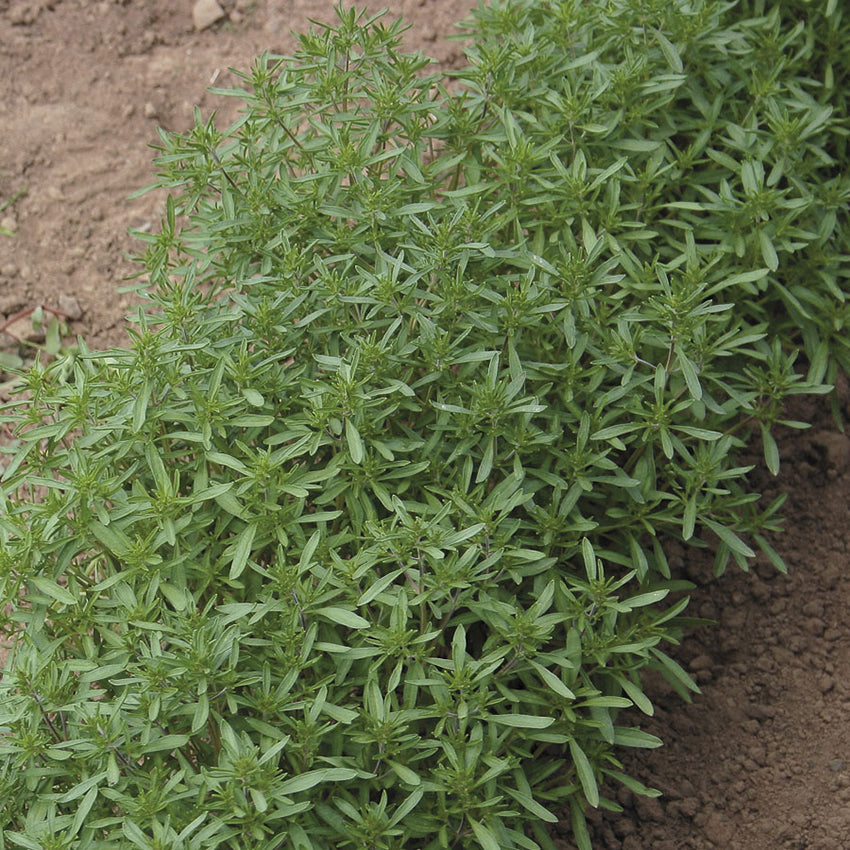 Summer Savory