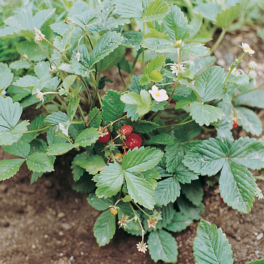 Alexandria Semi-Wild Strawberry