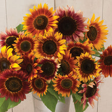 Load image into Gallery viewer, Autumn Beauty Sunflower
