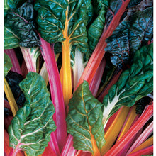 Load image into Gallery viewer, Bright Lights Swiss Chard
