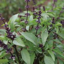 Load image into Gallery viewer, Sweet Thai Basil
