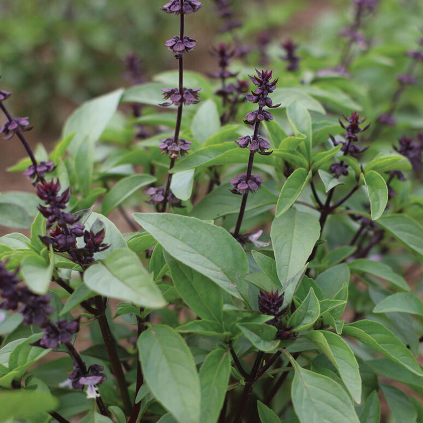 Sweet Thai Basil