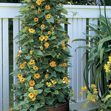 Load image into Gallery viewer, Black-Eyed Susan Vine
