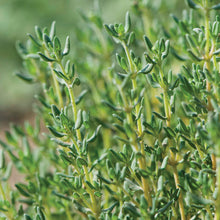 Load image into Gallery viewer, German Thyme
