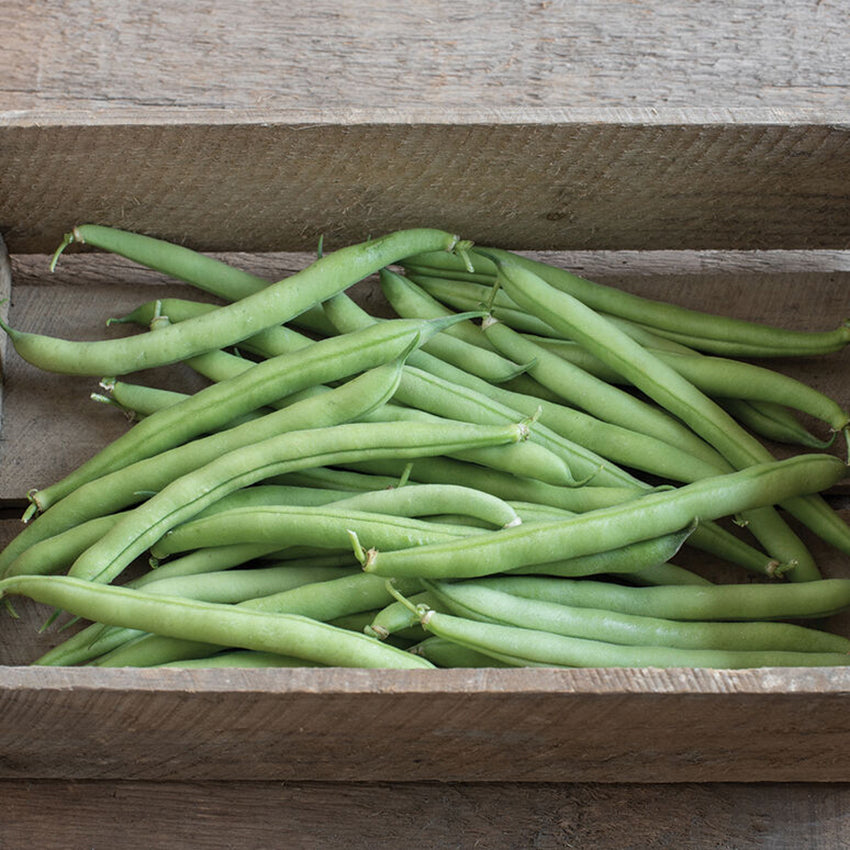 Bush Beans