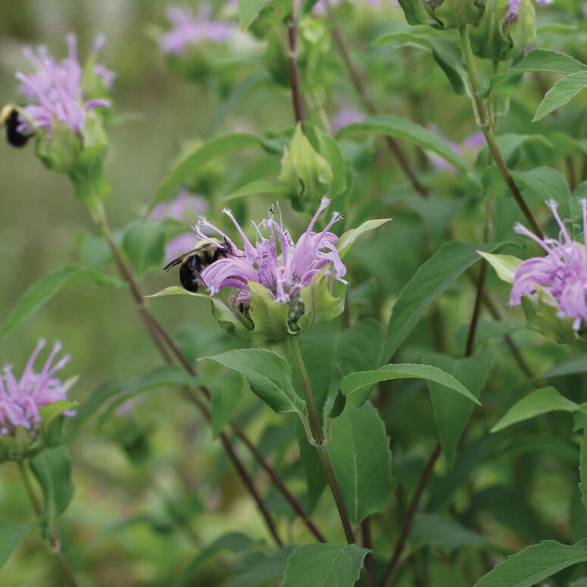 Bee Balm, Wild Bergamot