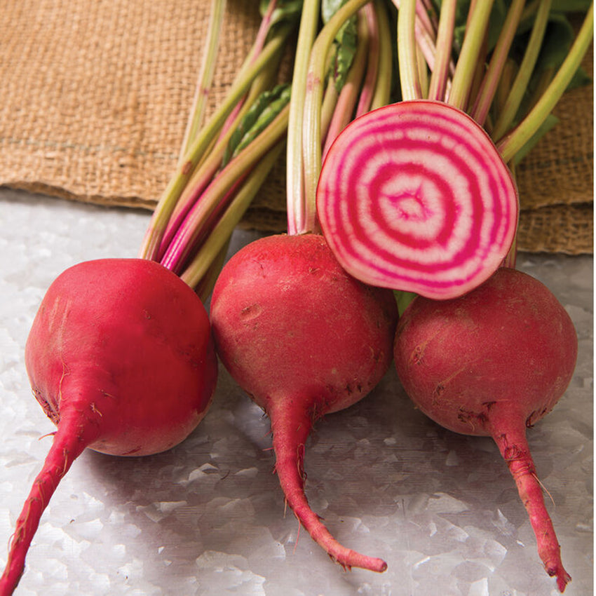 Chioggia Guardsmark Beet