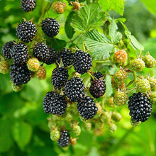 Load image into Gallery viewer, Thornless Blackberry
