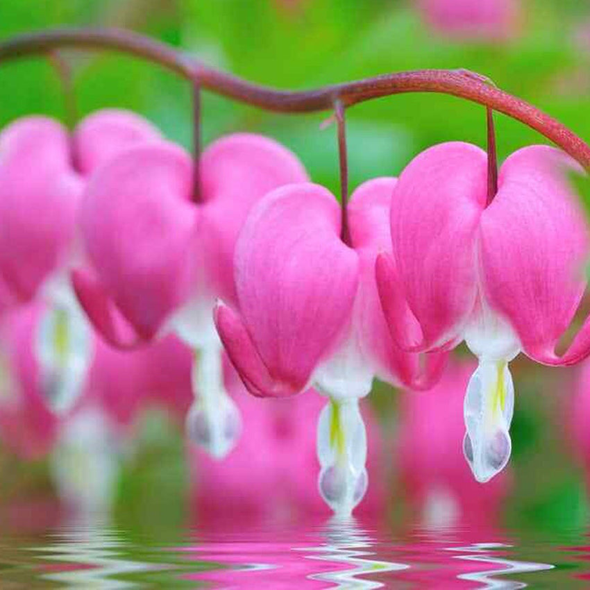 Bleeding Heart