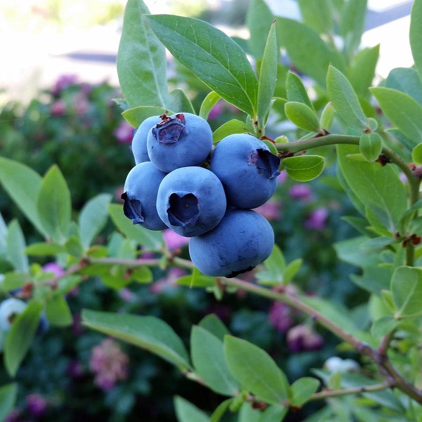 Hardyblue Northern Highbush Blueberry