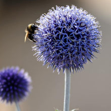 Load image into Gallery viewer, Blue Globe Thistle
