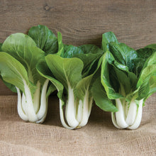 Load image into Gallery viewer, Bok Choi
