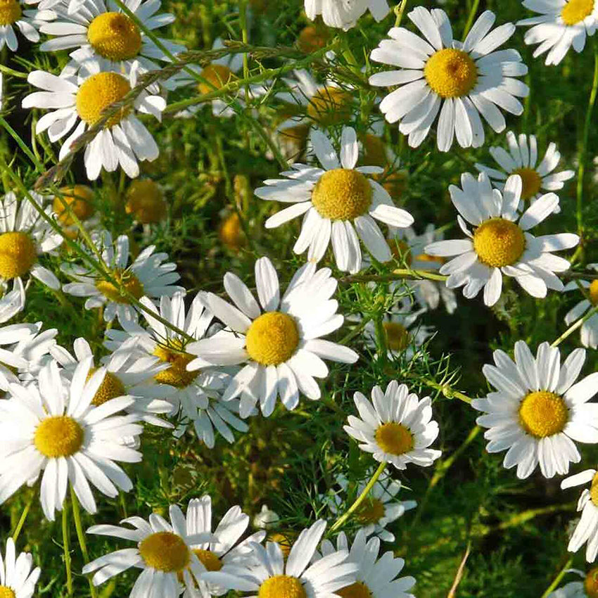 German Chamomile