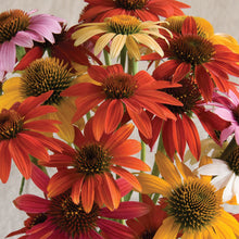 Load image into Gallery viewer, Echinacea, Red &quot;Cheyenne Spirit&quot;
