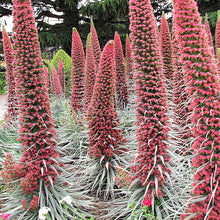 Load image into Gallery viewer, Bugloss Tower of Jewels
