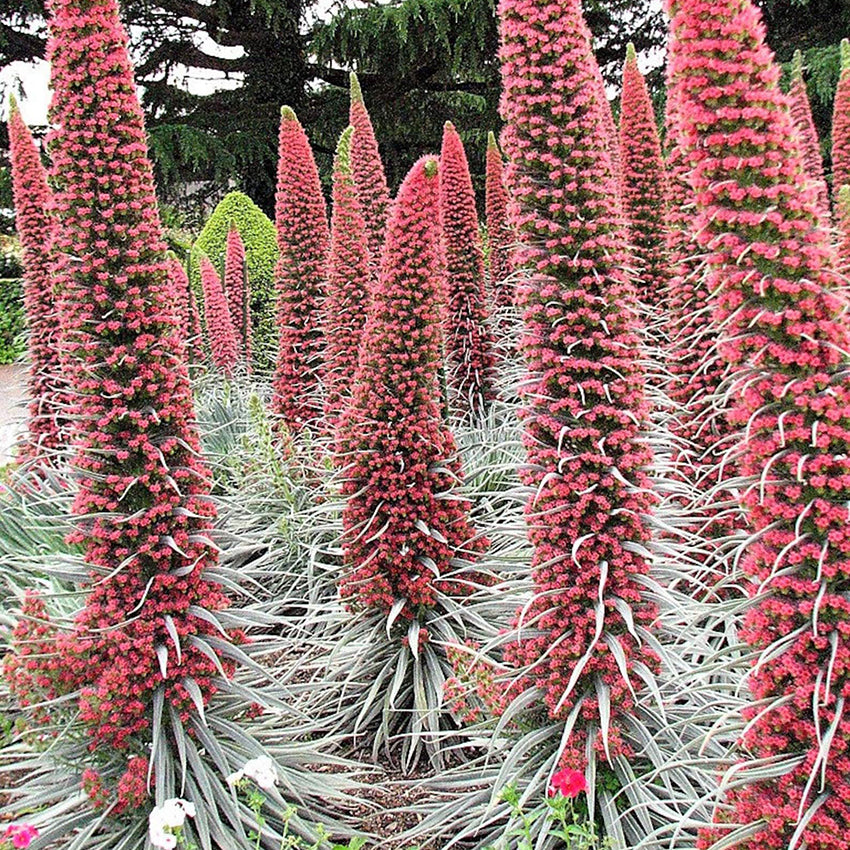 Bugloss Tower of Jewels