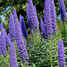 Load image into Gallery viewer, Bugloss Pride of Madeira
