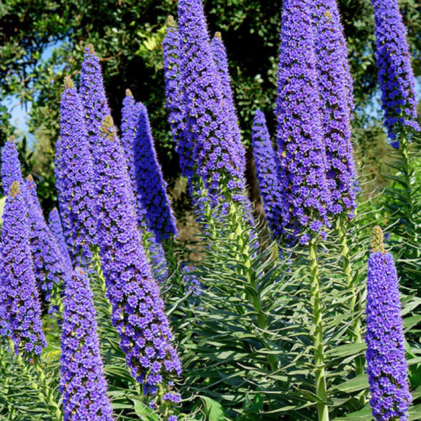 Bugloss Pride of Madeira