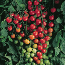 Load image into Gallery viewer, Cherry Red Tomato
