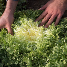 Load image into Gallery viewer, Frisée Lettuce
