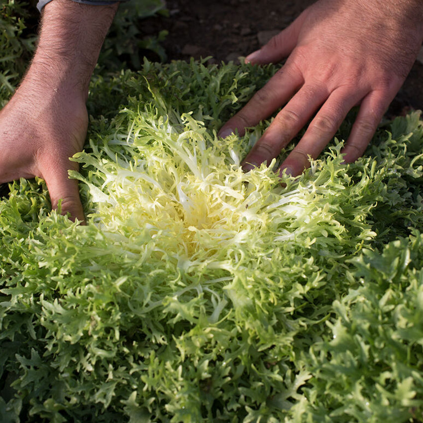 Frisée Lettuce