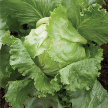 Load image into Gallery viewer, Iceberg Lettuce
